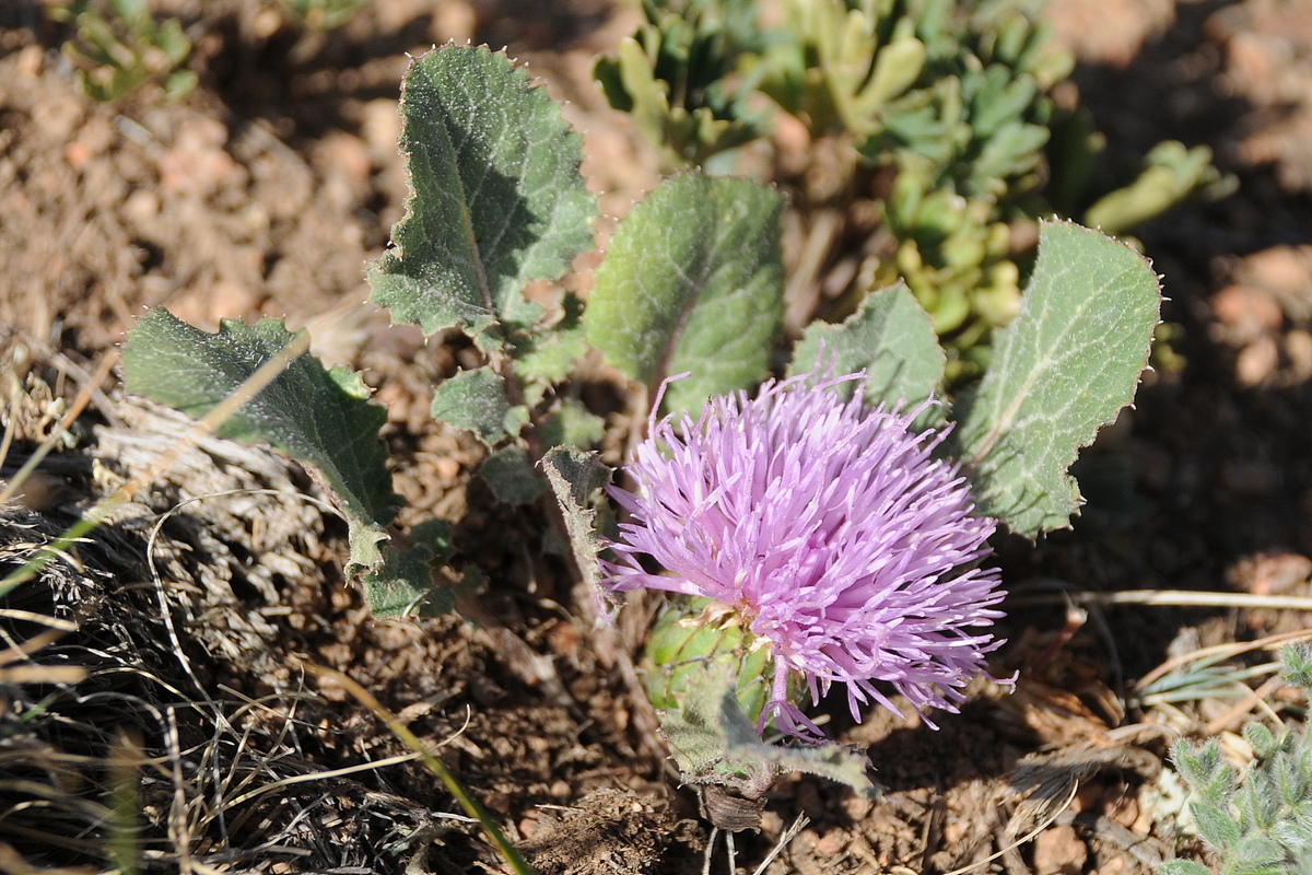 Image of Klasea lyratifolia specimen.