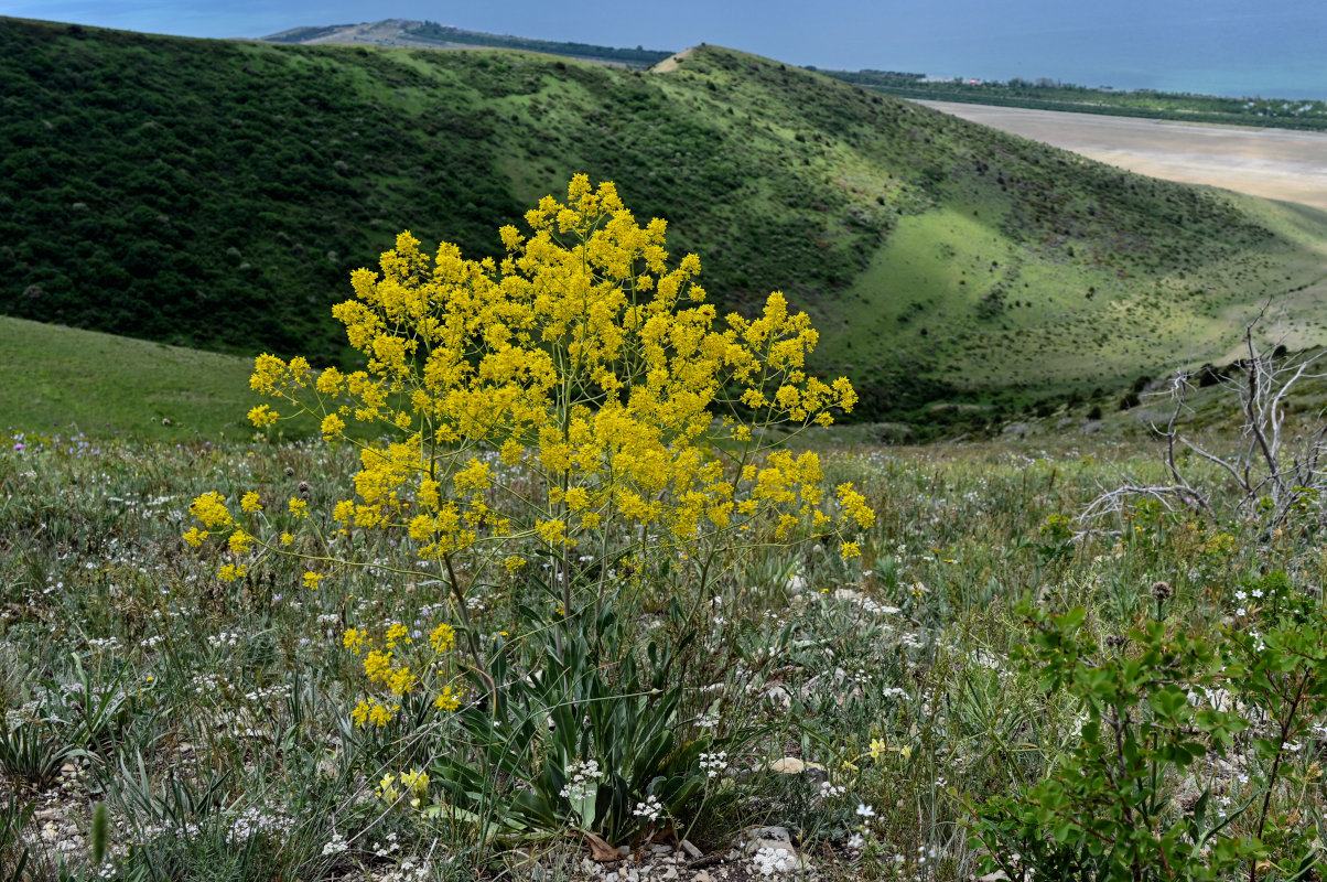 Image of genus Isatis specimen.