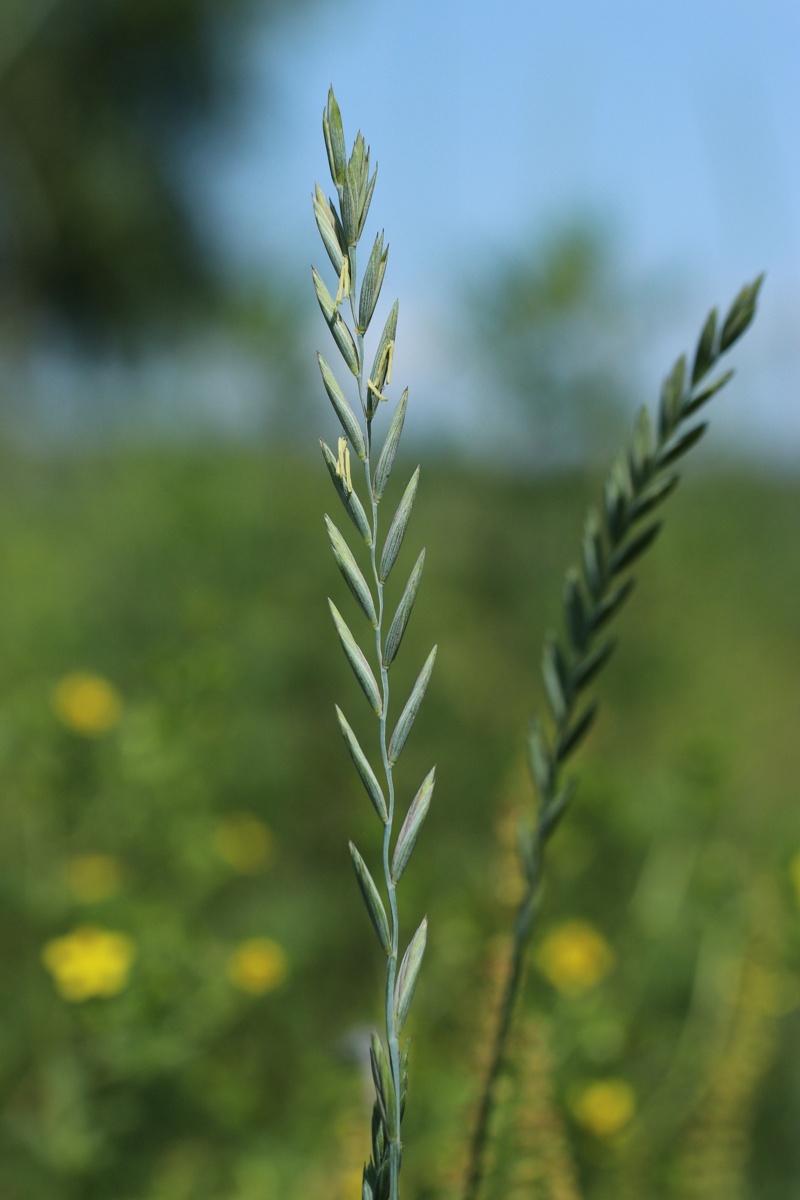 Изображение особи Elytrigia repens.