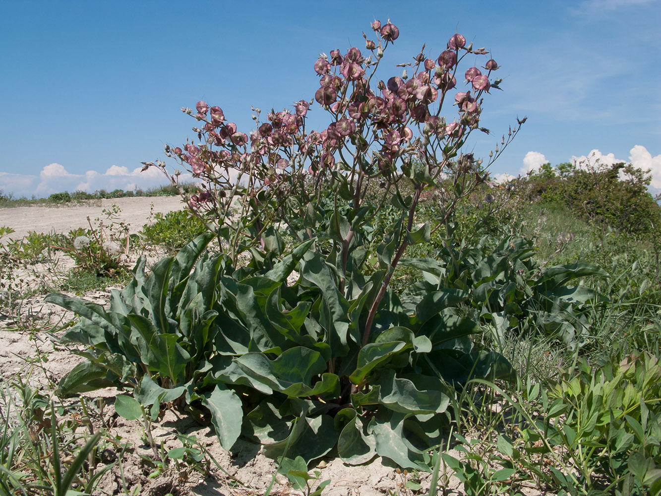 Изображение особи Rindera tetraspis.