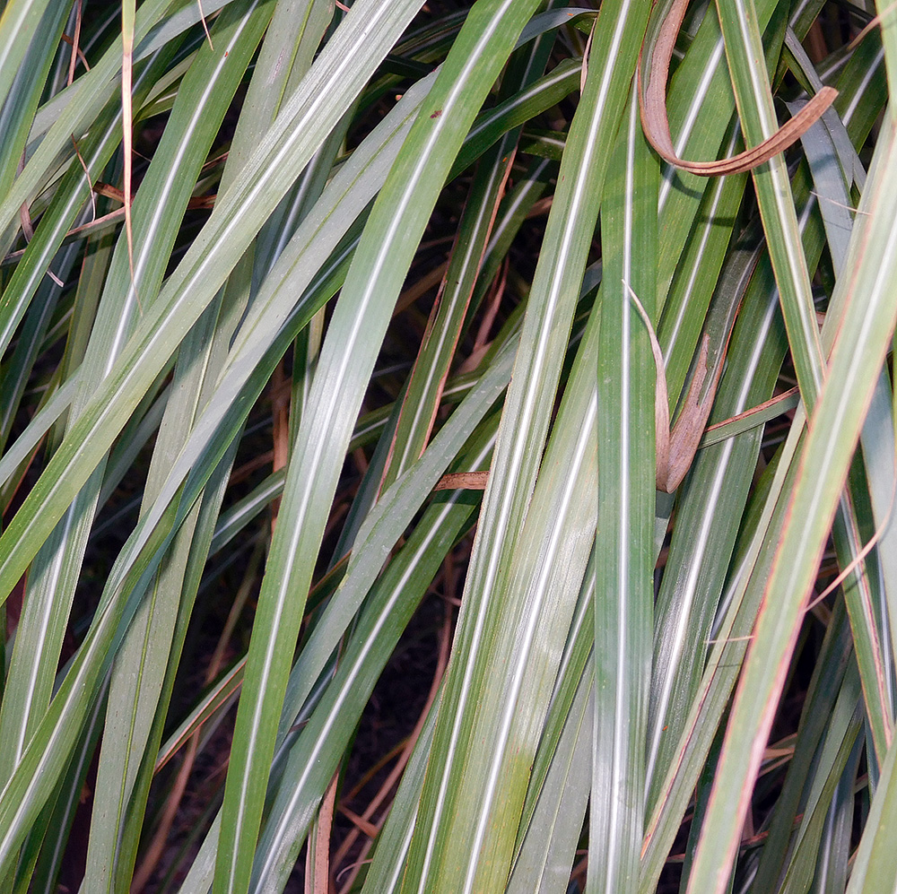 Image of Miscanthus sinensis specimen.