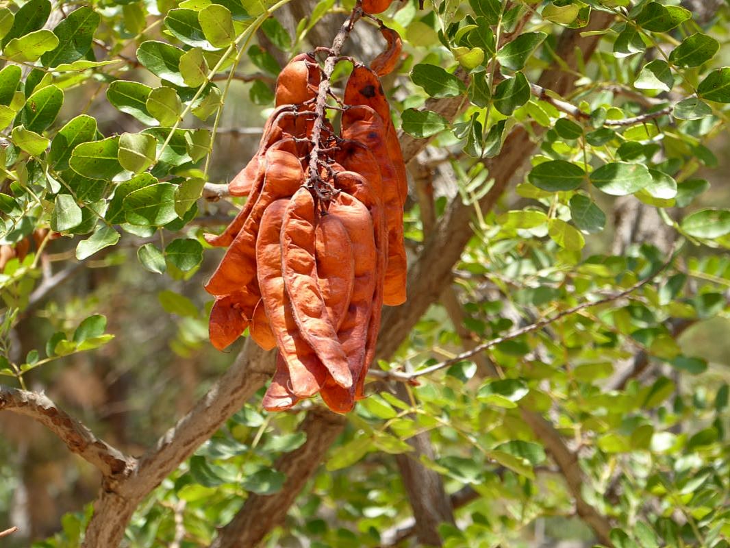 Изображение особи Caesalpinia spinosa.