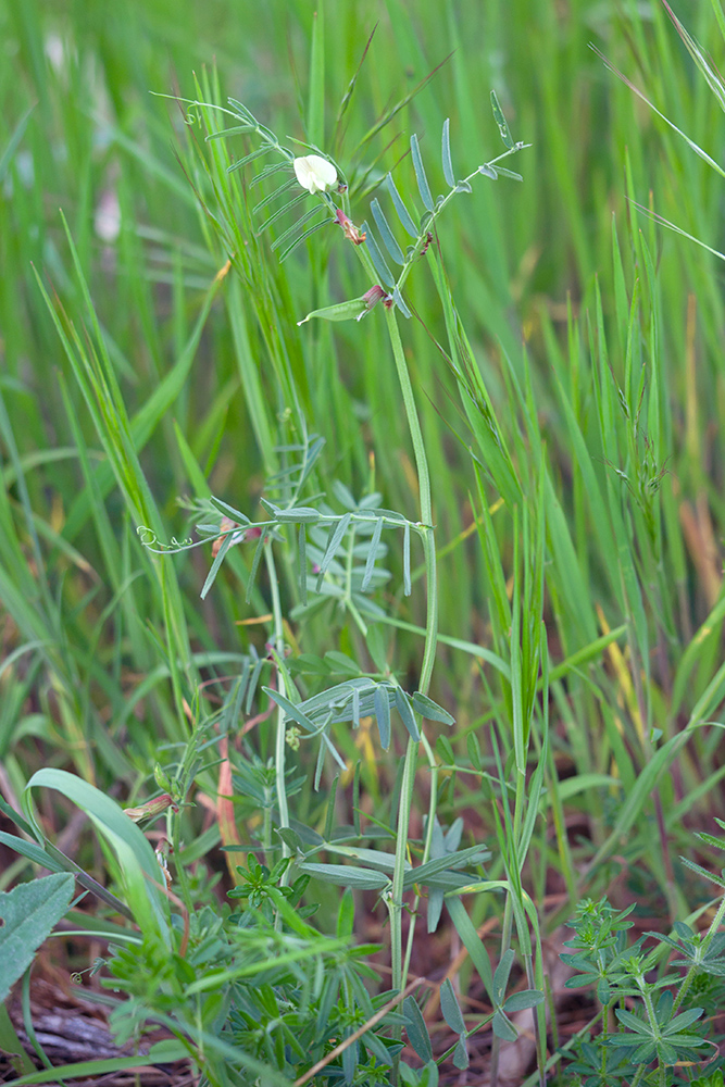 Image of Vicia biebersteinii specimen.