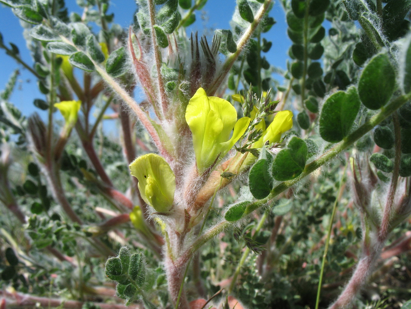 Изображение особи Astragalus lanuginosus.