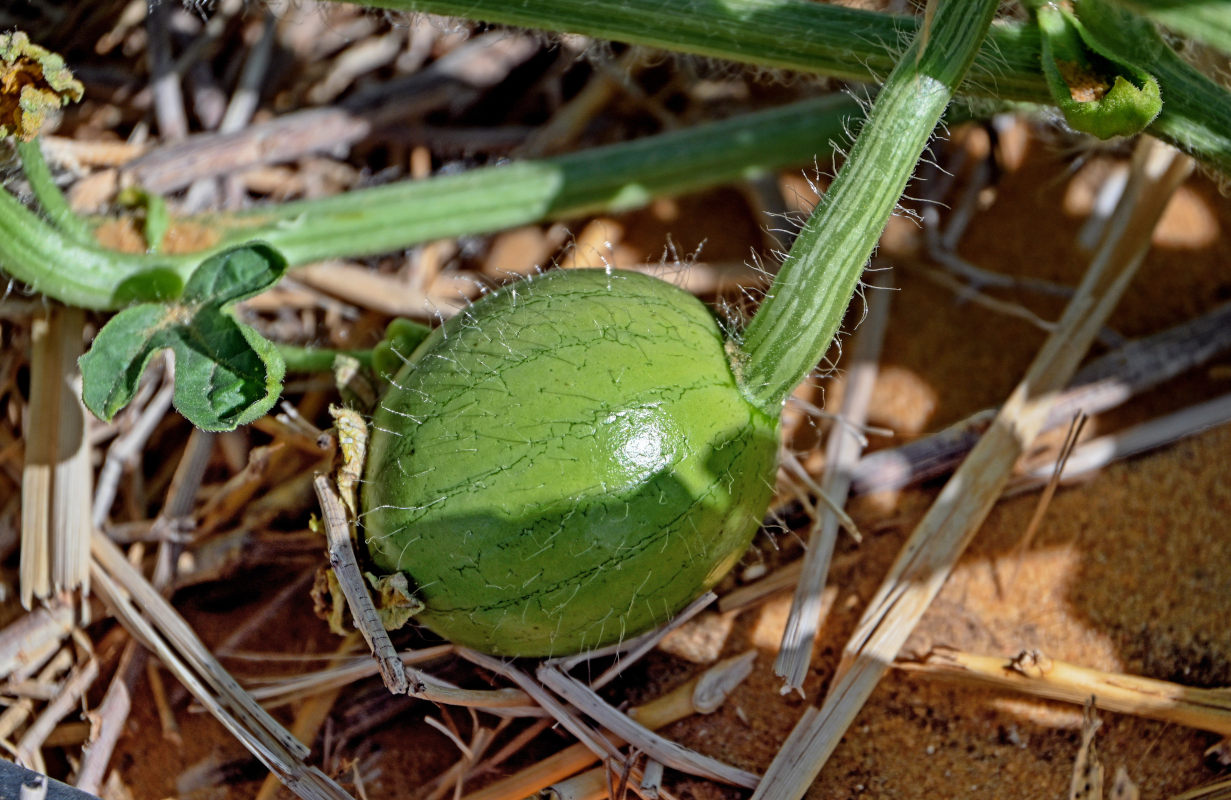 Изображение особи Citrullus lanatus.