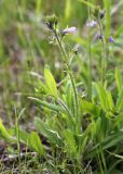 Mazus stachydifolius. Цветущее растение. Приморский край, Октябрьский р-н, окр. с. Константиновка, на лугу с преобладанием Arundinella anomala. 25.05.2024.