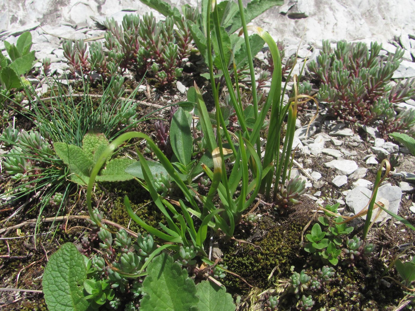 Изображение особи Allium circassicum.