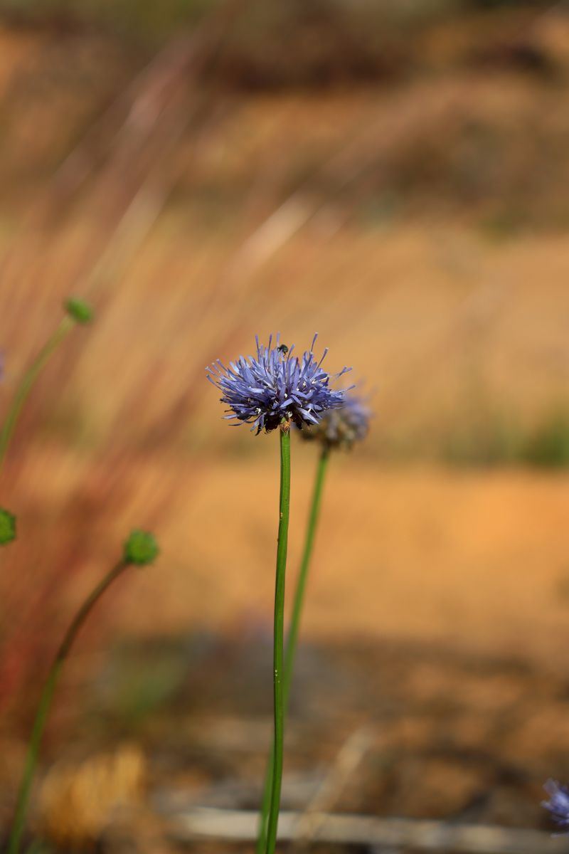 Image of Jasione montana specimen.