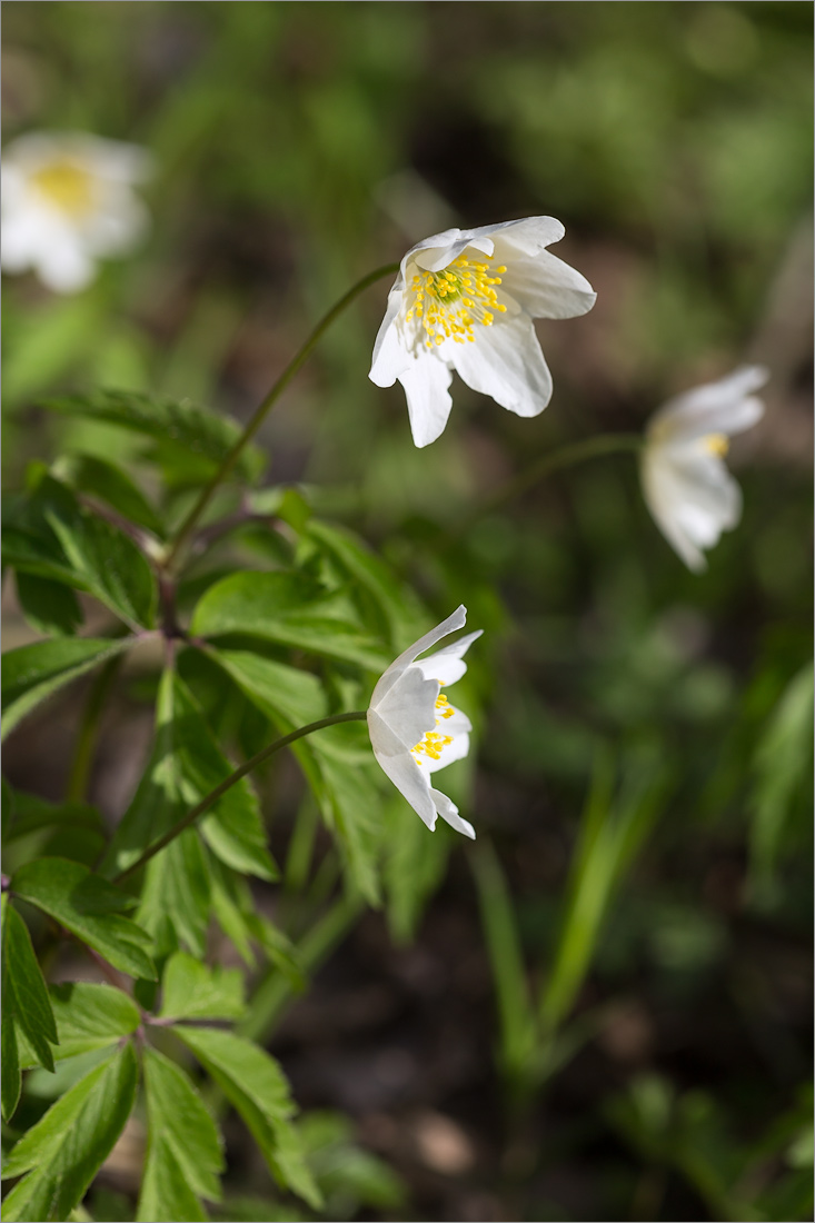 Image of Anemone nemorosa specimen.