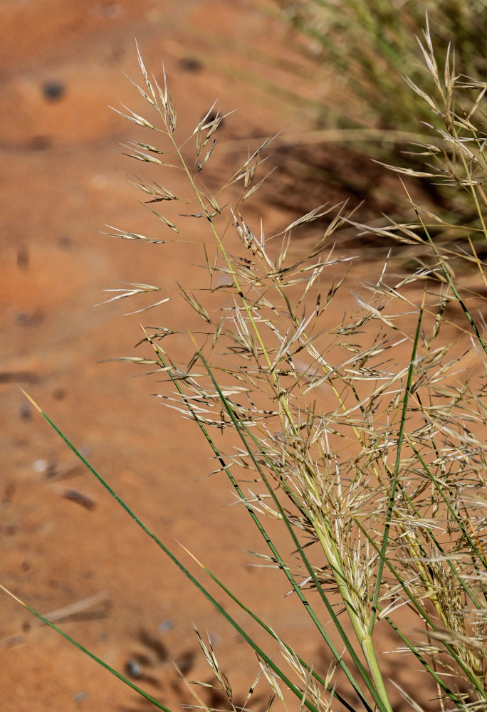 Изображение особи семейство Poaceae.