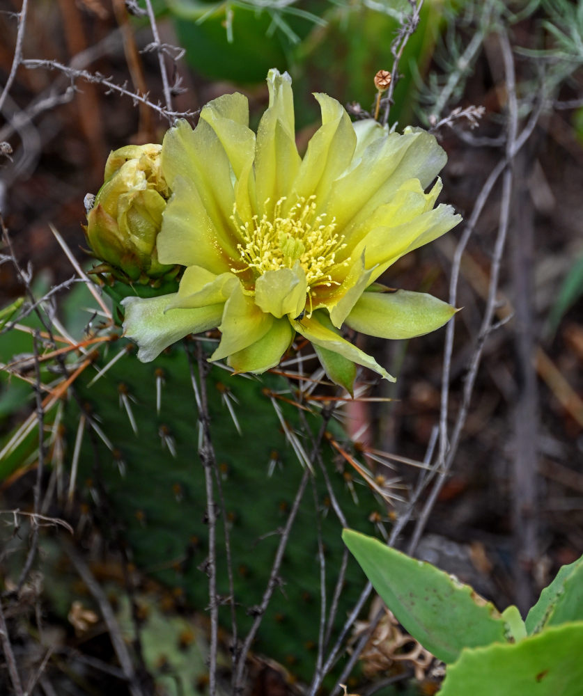 Изображение особи род Opuntia.