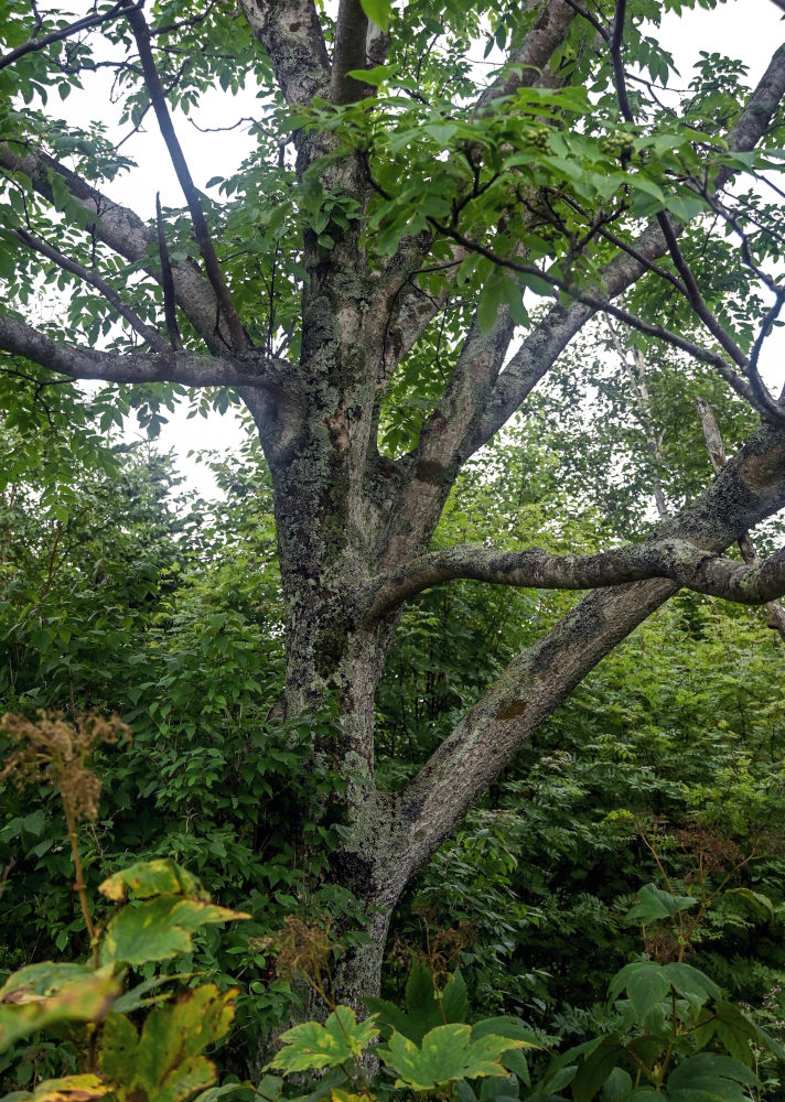 Изображение особи Phellodendron sachalinense.