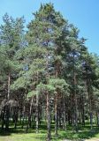 Pinus sylvestris. Взрослые деревья. Ярославская обл., г. Ярославль, устье р. Которосль, в парке. 02.07.2024.