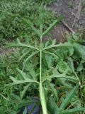 Heracleum sibiricum. Лист (вид на абаксиальную сторону). Московская обл., ГО Подольск, мкр-н Климовск, пойма р. Петрица, сырой луг. 30.07.2024.