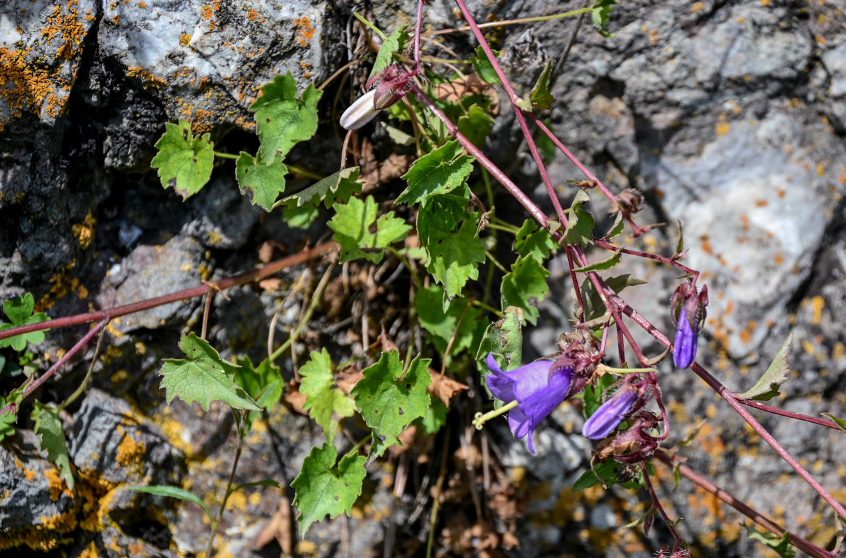 Изображение особи Campanula kemulariae.