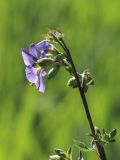 Polemonium caeruleum. Веточка соцветия с цветками, бутонами и завязями. Ленинградская обл., Лужский р-н, окр. дер. Кемка, дол. р. Луга, подошва коренного склона долины, крупнотравный луг с доминированием Phragmites australis и Cirsium oleraceum. 13.06.2024.