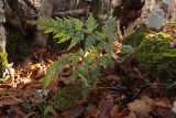 Asplenium adiantum-nigrum