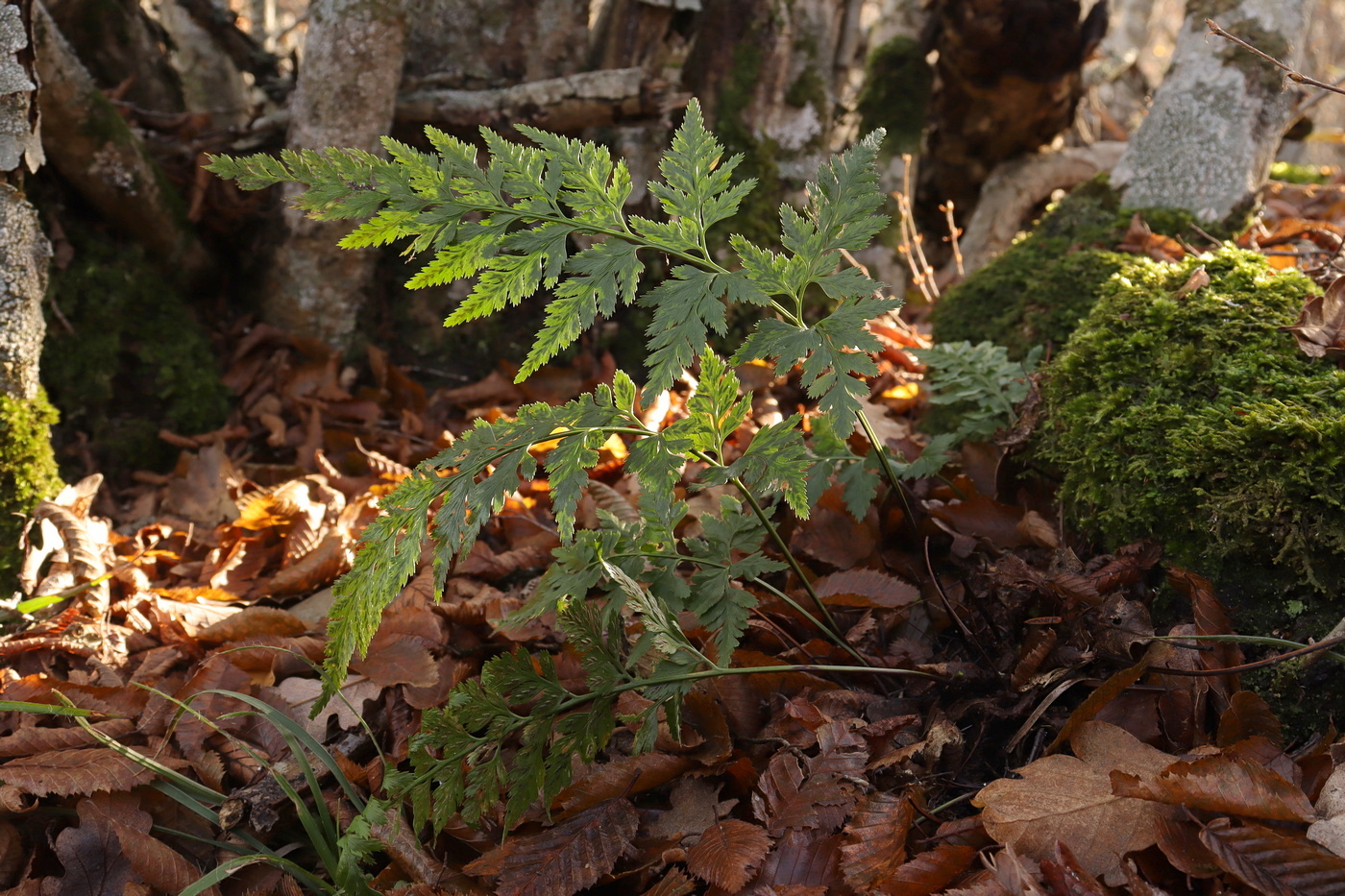 Изображение особи Asplenium adiantum-nigrum.