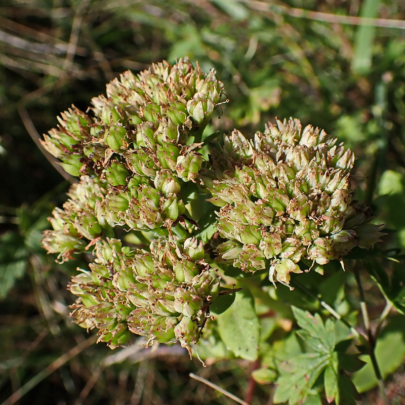 Изображение особи Hylotelephium pallescens.