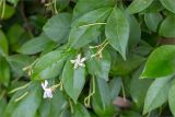 Trachelospermum jasminoides. Отцветающие соцветия и листья. Турция, г. Анталья, Dokuma Park, в культуре. 01.06.2024.