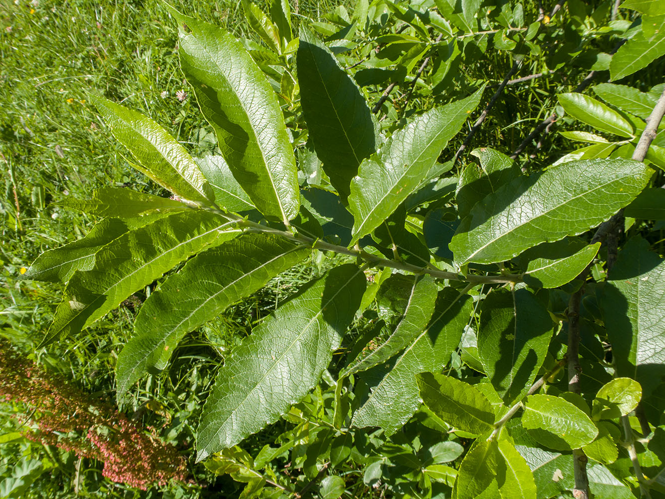 Изображение особи Salix caprea.