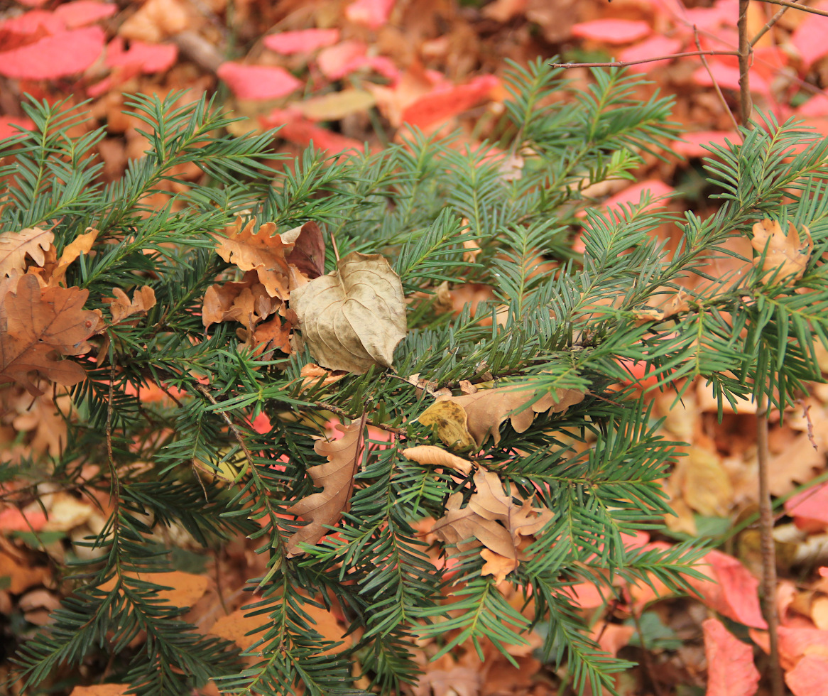 Image of Taxus baccata specimen.