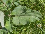 Arctium tomentosum