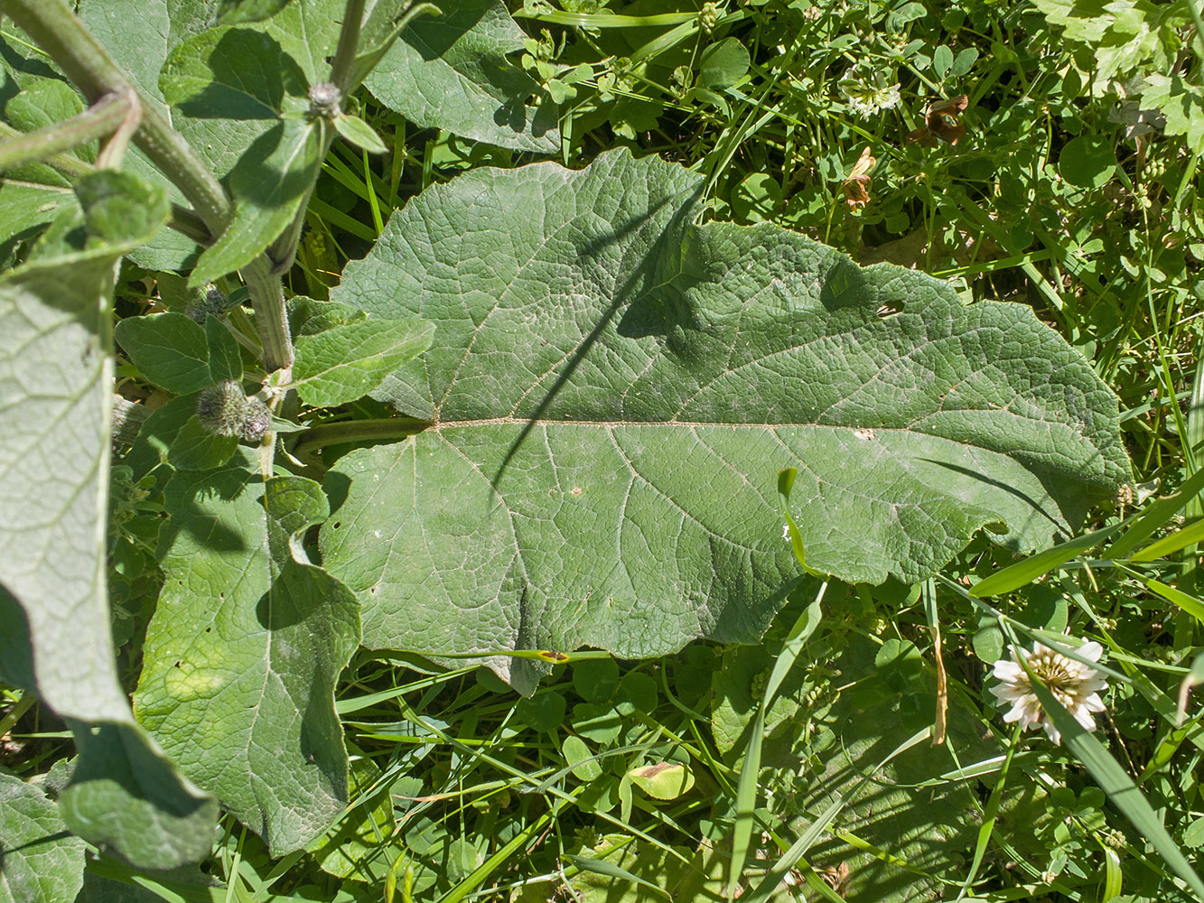 Изображение особи Arctium tomentosum.