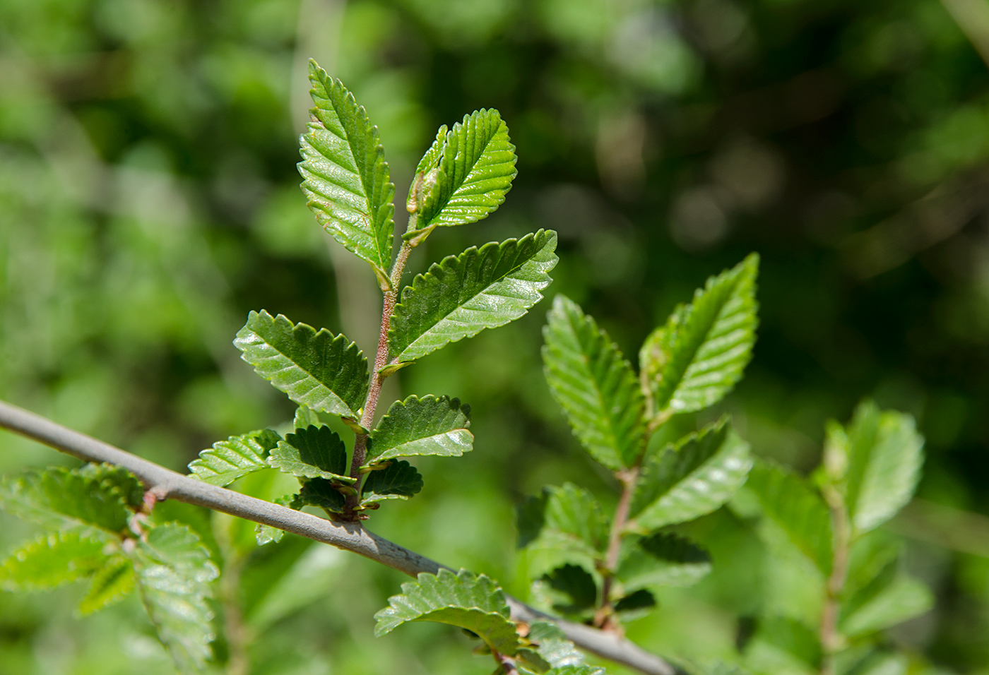 Изображение особи Ulmus pumila.