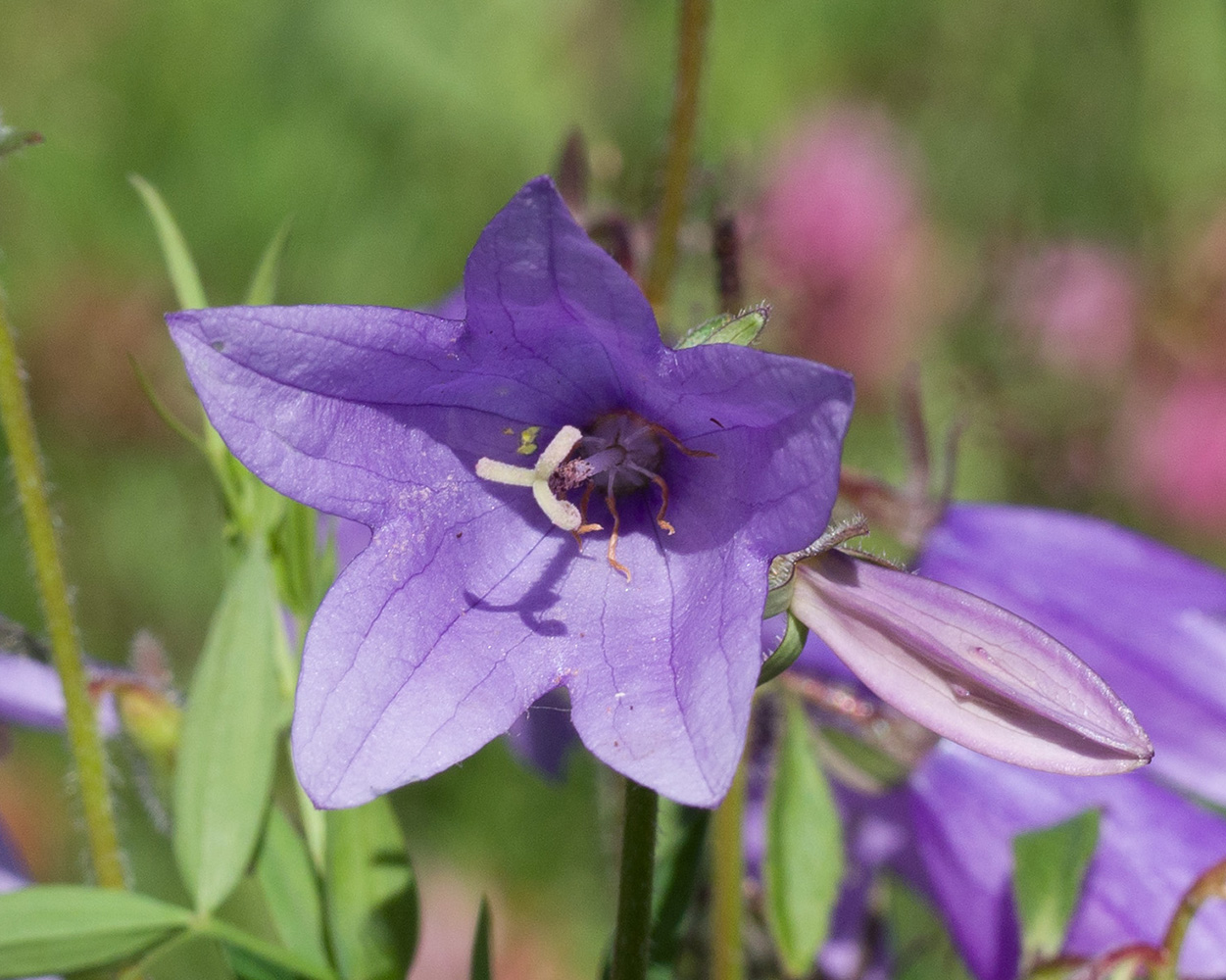 Изображение особи Campanula rapunculoides.