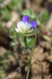 Viola occulta. Цветок. Узбекистан, г. Ташкент, пос. Улугбек, санитарно-защитная зона, глинистая почва. 21.03.2015.