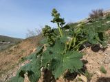 Crambe kotschyana