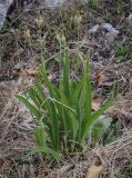 View full-size image Plantago lanceolata