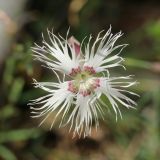 View full-size image Dianthus borussicus