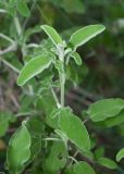 View full-size image Salvia fruticosa