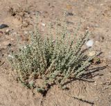 View full-size image familia Chenopodiaceae