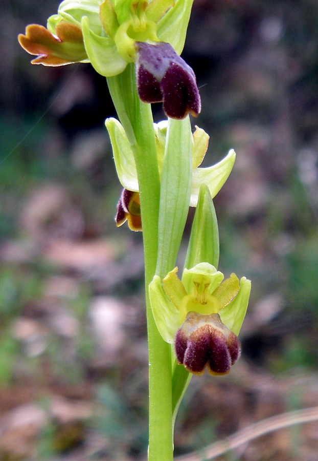 Image of Ophrys fusca specimen.