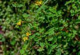 Смотреть изображение Hypericum undulatum