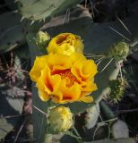 View full-size image genus Opuntia