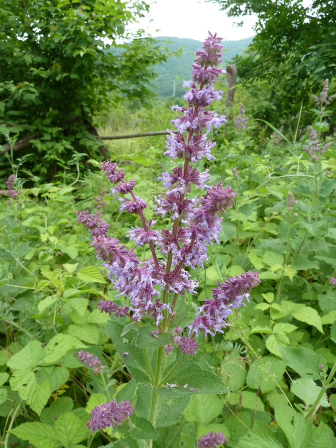 Image of Salvia verticillata specimen.