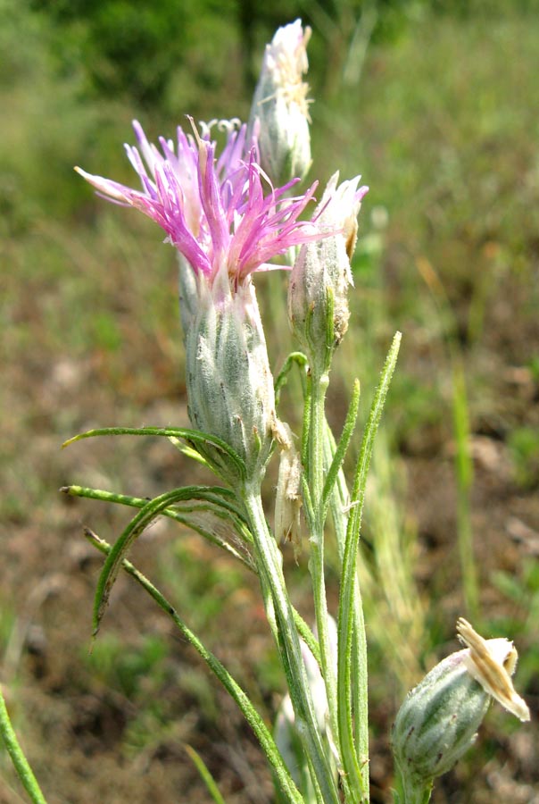 Image of Jurinea stoechadifolia specimen.