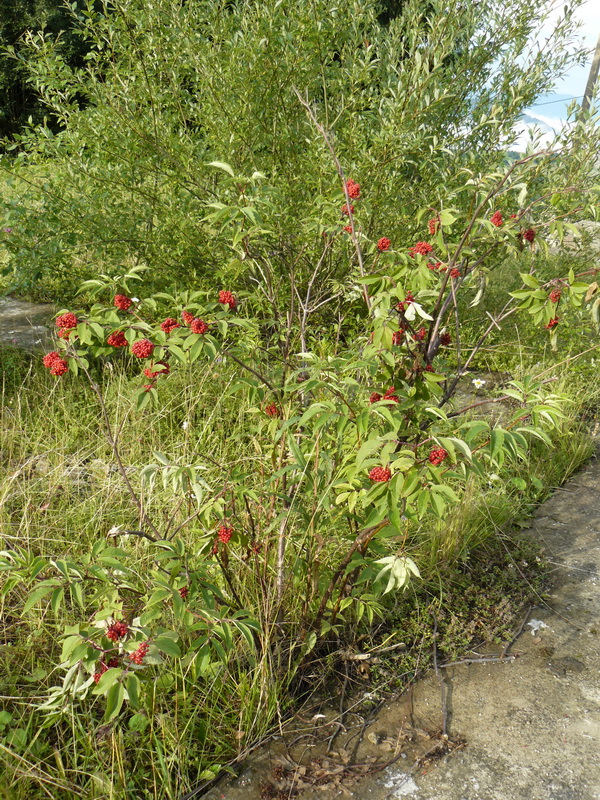 Image of Sambucus racemosa specimen.