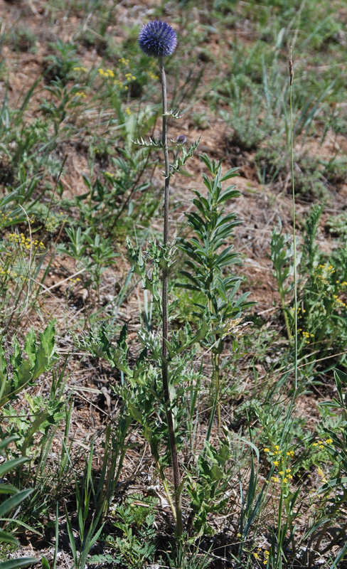 Image of Echinops davuricus specimen.