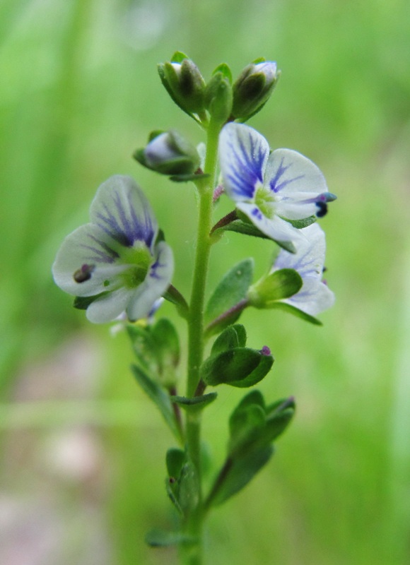 Image of Veronica serpyllifolia specimen.