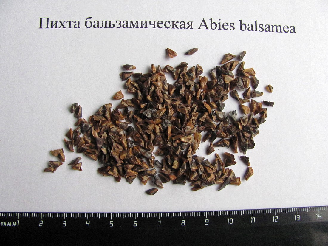 Image of Abies balsamea specimen.