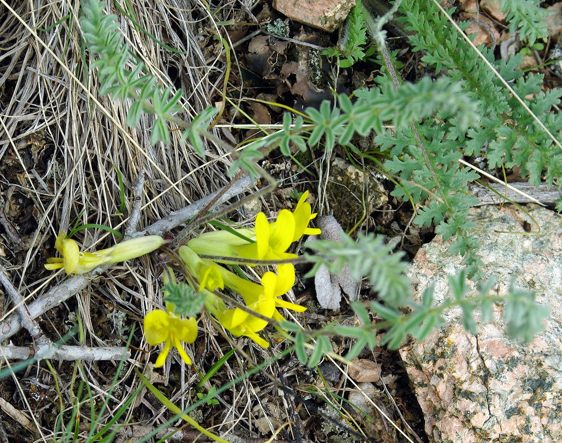 Image of Astragalus alatavicus specimen.