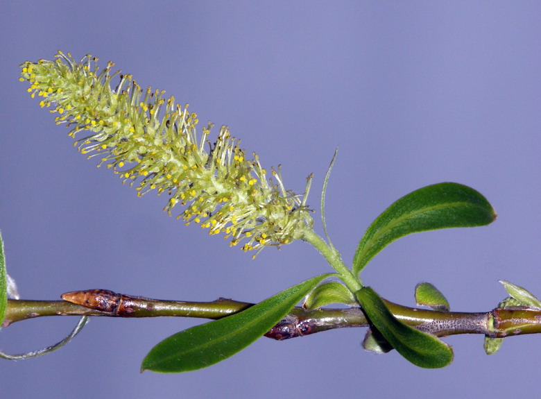 Image of Salix euxina specimen.