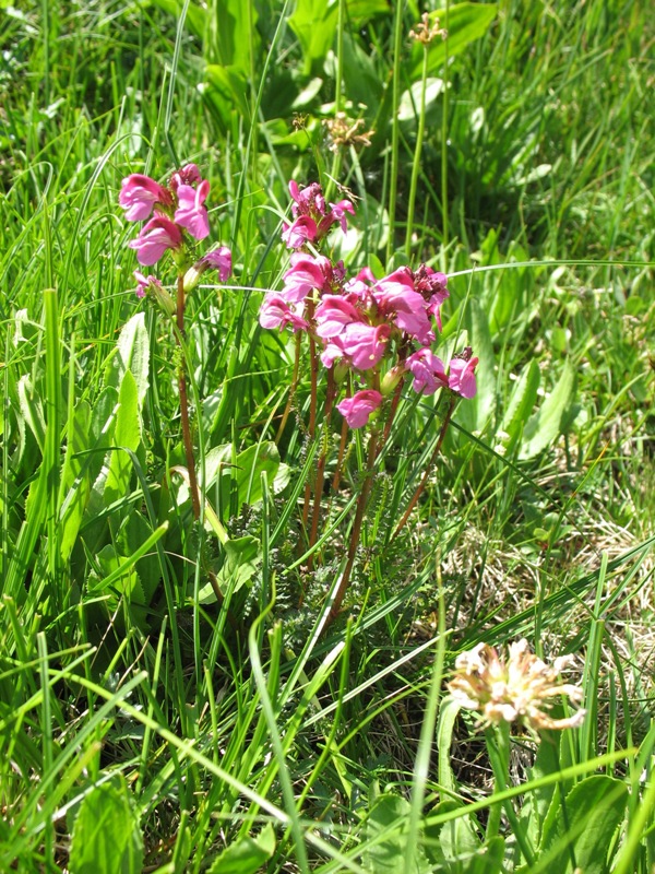 Изображение особи Pedicularis nordmanniana.