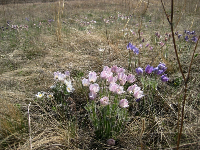 Изображение особи род Pulsatilla.