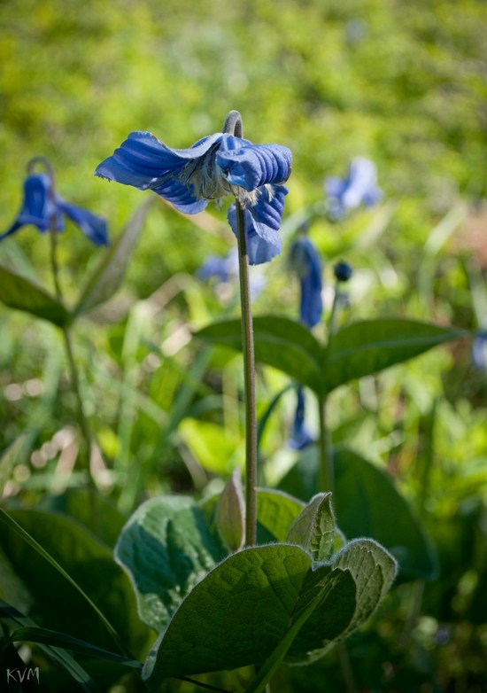 Image of Clematis integrifolia specimen.